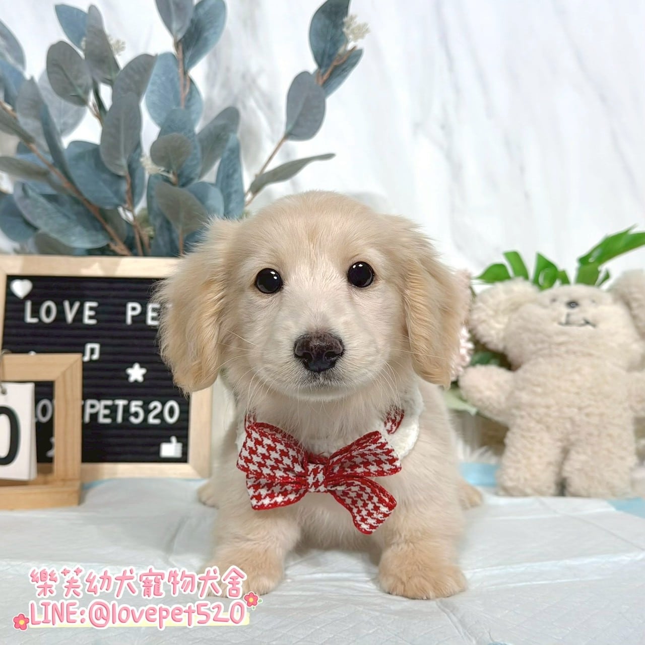 臘腸狗-樂芙幼犬寵物犬舍-台中犬舍,合法犬舍,犬舍推薦,推薦犬舍,買狗推薦,專業犬舍,優良犬舍