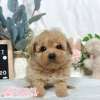 貴賓犬-樂芙幼犬寵物犬舍