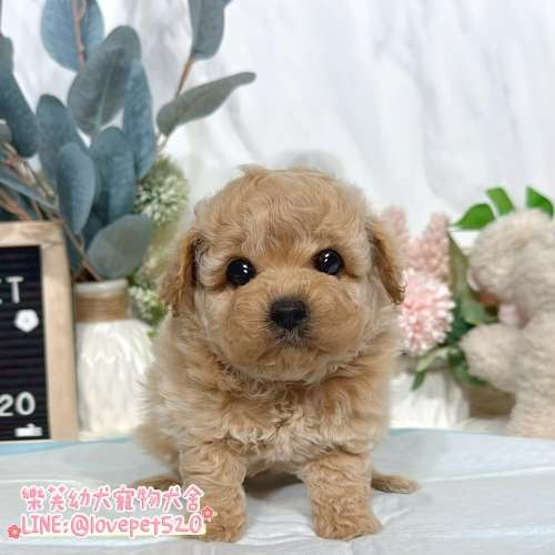 貴賓犬-樂芙幼犬寵物犬舍-台中犬舍,合法犬舍,犬舍推薦,幼犬買賣,買狗推薦