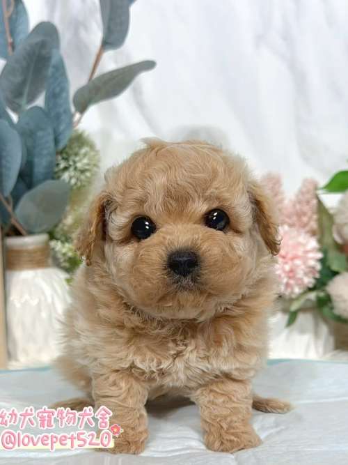 貴賓犬-樂芙幼犬寵物犬舍