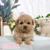 貴賓犬-樂芙幼犬寵物犬舍