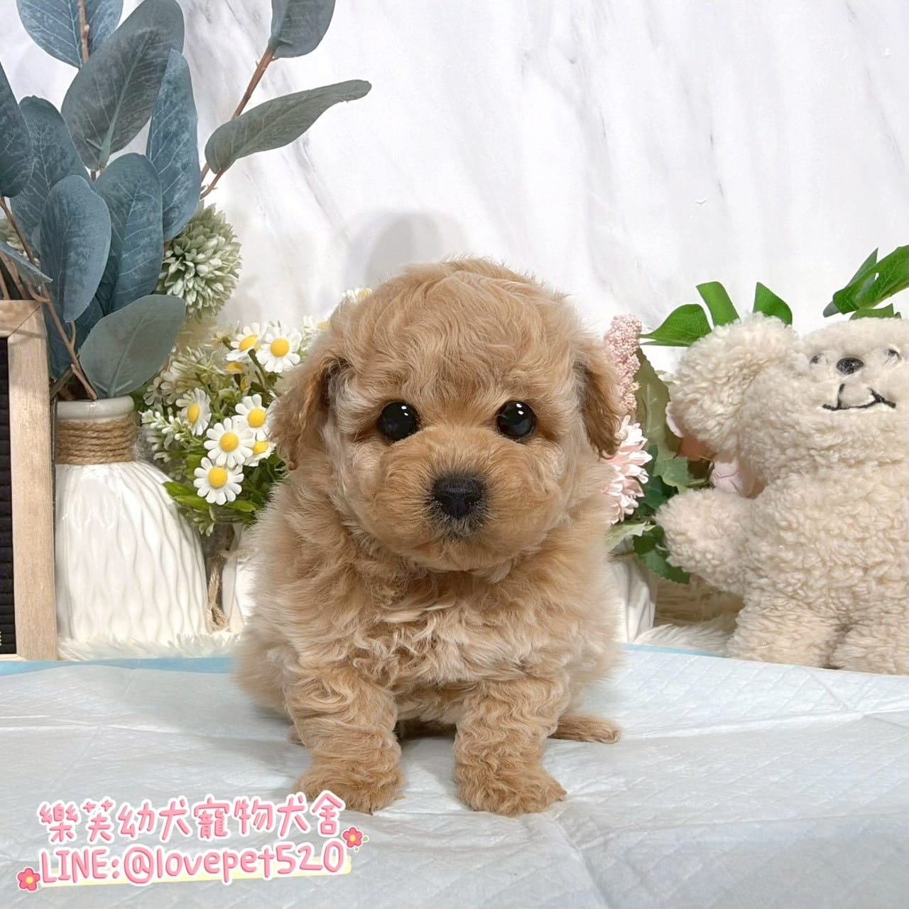 貴賓犬-樂芙幼犬寵物犬舍