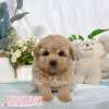 貴賓犬-樂芙幼犬寵物犬舍