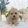 貴賓犬-樂芙幼犬寵物犬舍