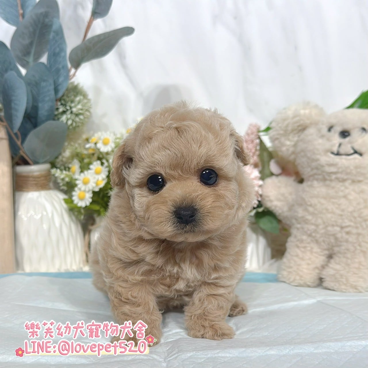 貴賓犬-樂芙幼犬寵物犬舍