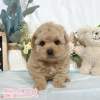 貴賓犬-樂芙幼犬寵物犬舍