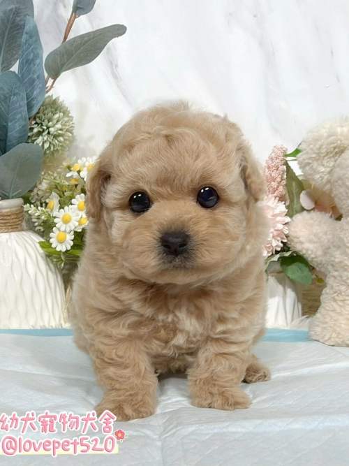 貴賓犬-樂芙幼犬寵物犬舍
