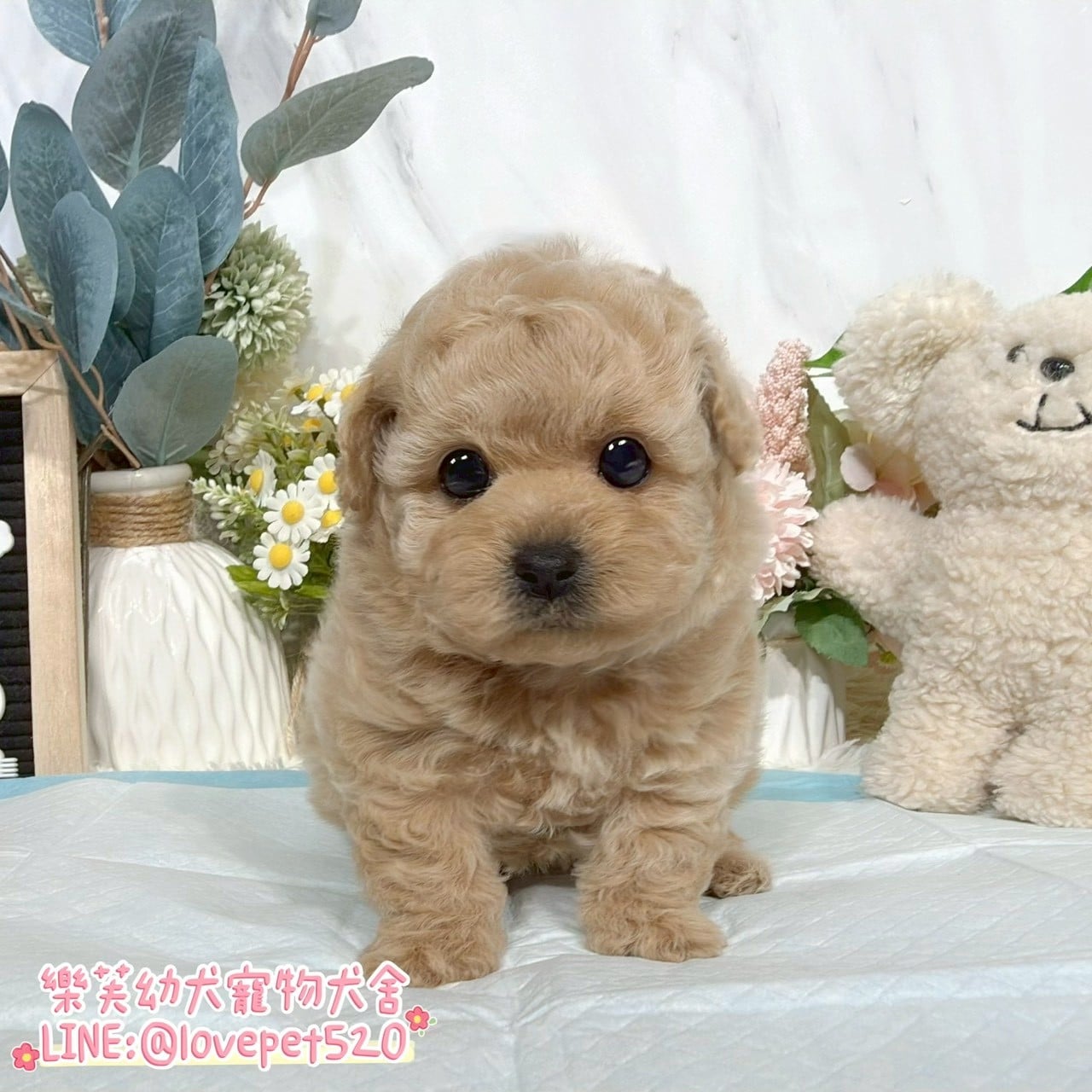 貴賓犬-樂芙幼犬寵物犬舍