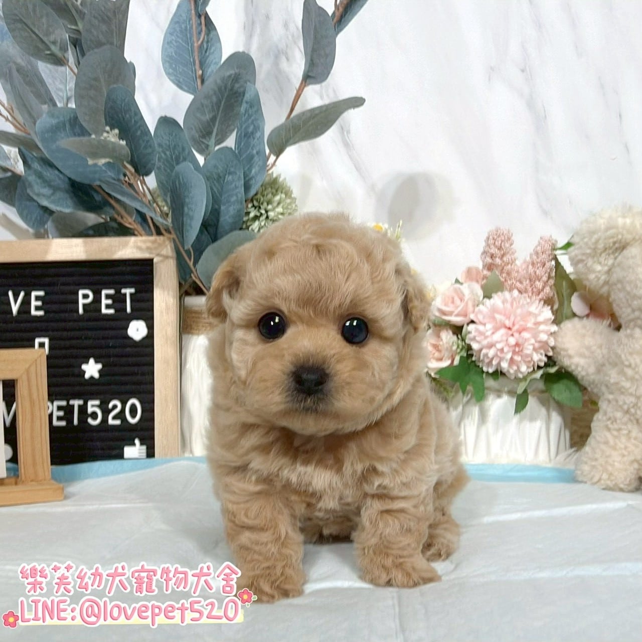 貴賓犬-樂芙幼犬寵物犬舍