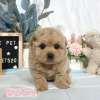 貴賓犬-樂芙幼犬寵物犬舍