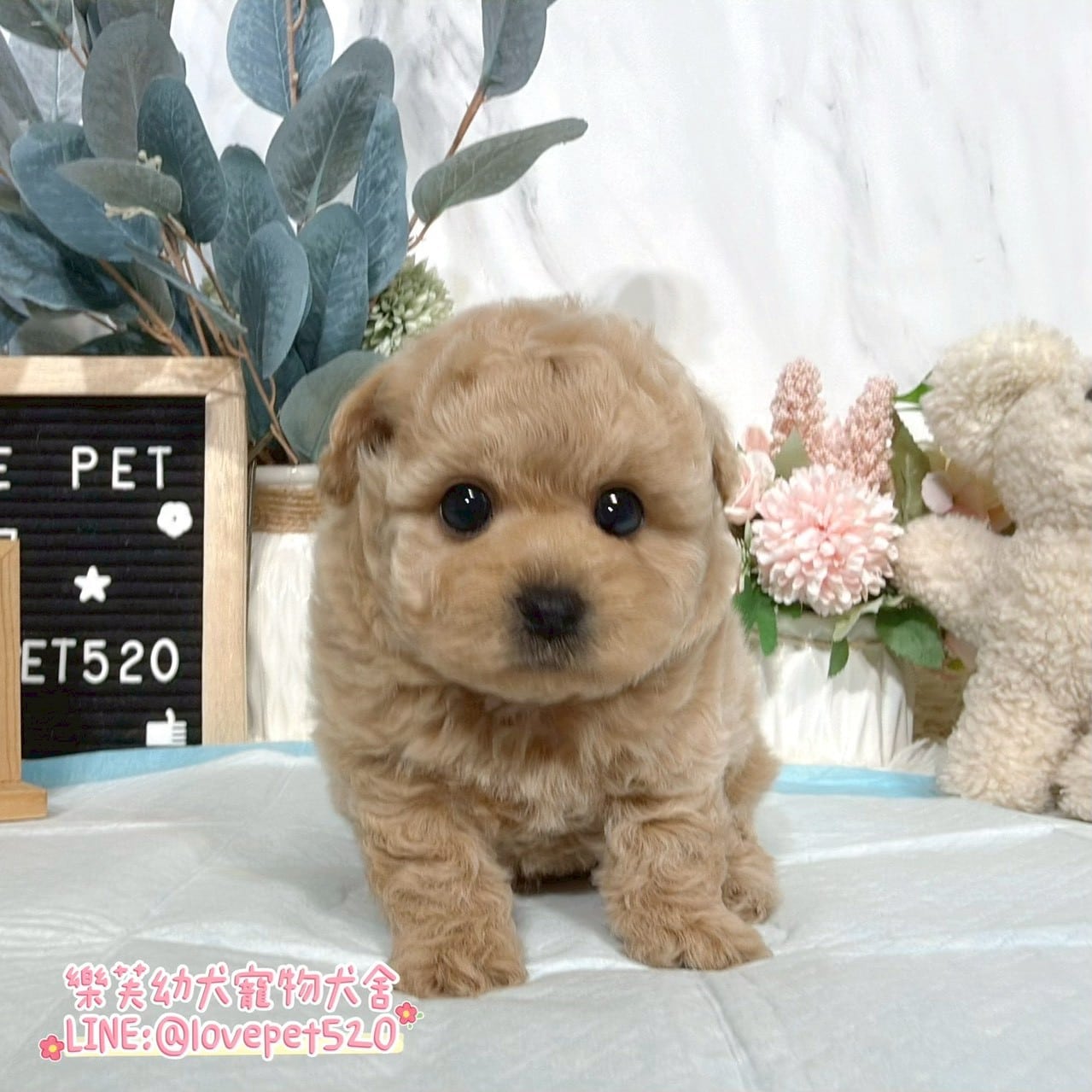 貴賓犬-樂芙幼犬寵物犬舍