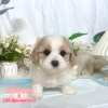 騎士比熊-樂芙幼犬寵物犬舍-台中犬舍,合法犬舍,犬舍推薦,推薦犬舍,買狗推薦,專業犬舍,優良犬舍