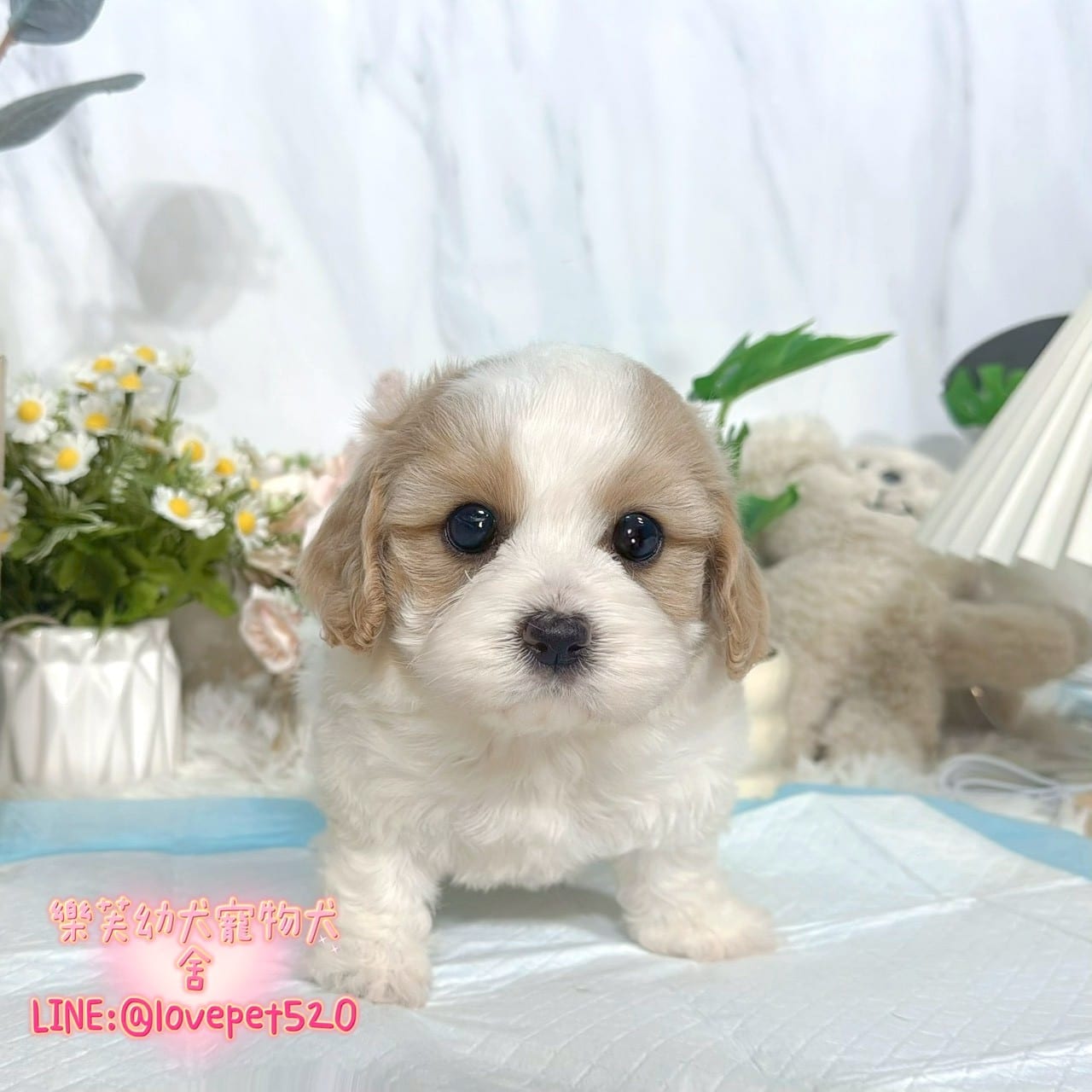 騎士比熊-樂芙幼犬寵物犬舍-台中犬舍,合法犬舍,犬舍推薦,推薦犬舍,買狗推薦,專業犬舍,優良犬舍