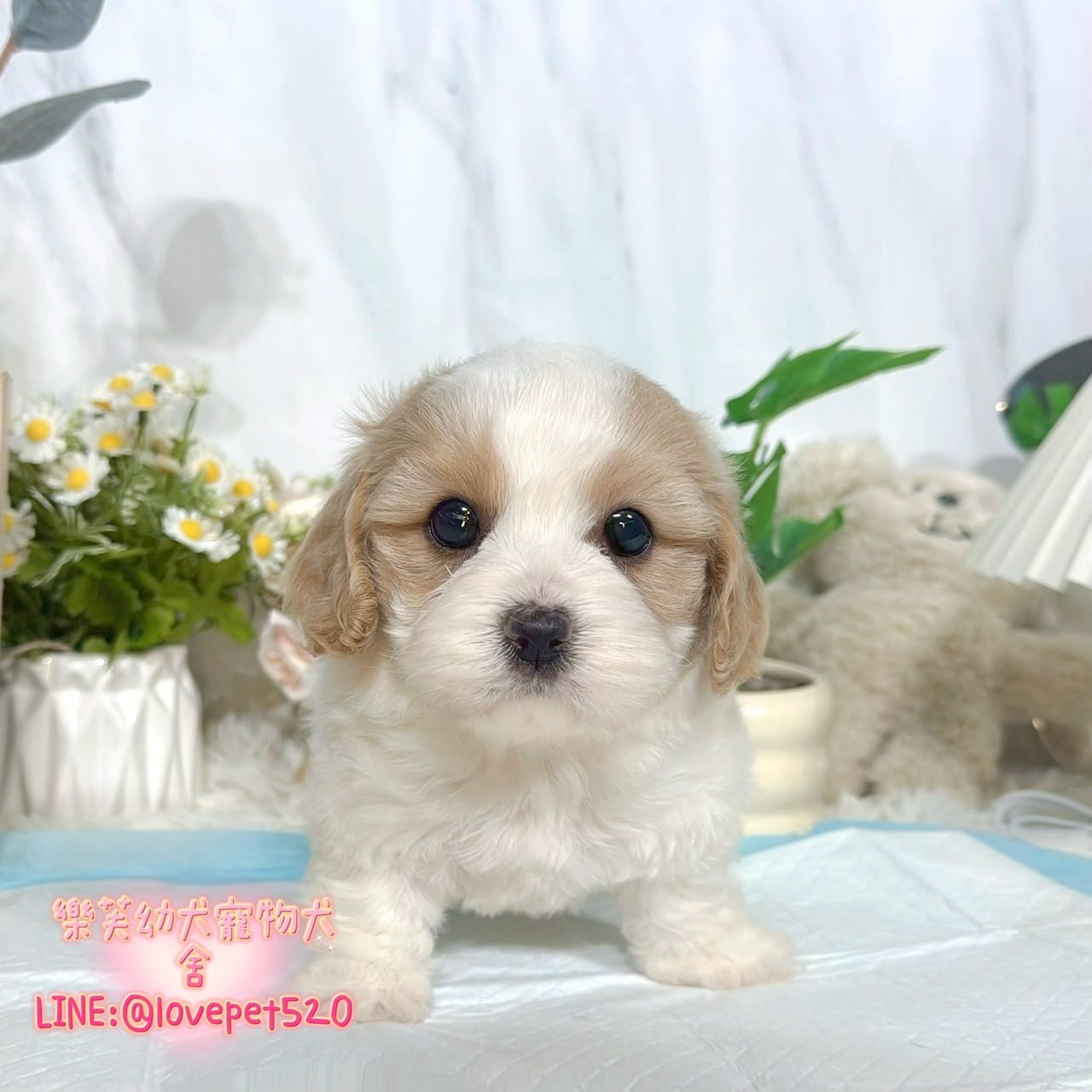 騎士比熊-樂芙幼犬寵物犬舍-台中犬舍,合法犬舍,犬舍推薦,推薦犬舍,買狗推薦,專業犬舍,優良犬舍