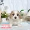 騎士比熊-樂芙幼犬寵物犬舍-台中犬舍,合法犬舍,犬舍推薦,推薦犬舍,買狗推薦,專業犬舍,優良犬舍