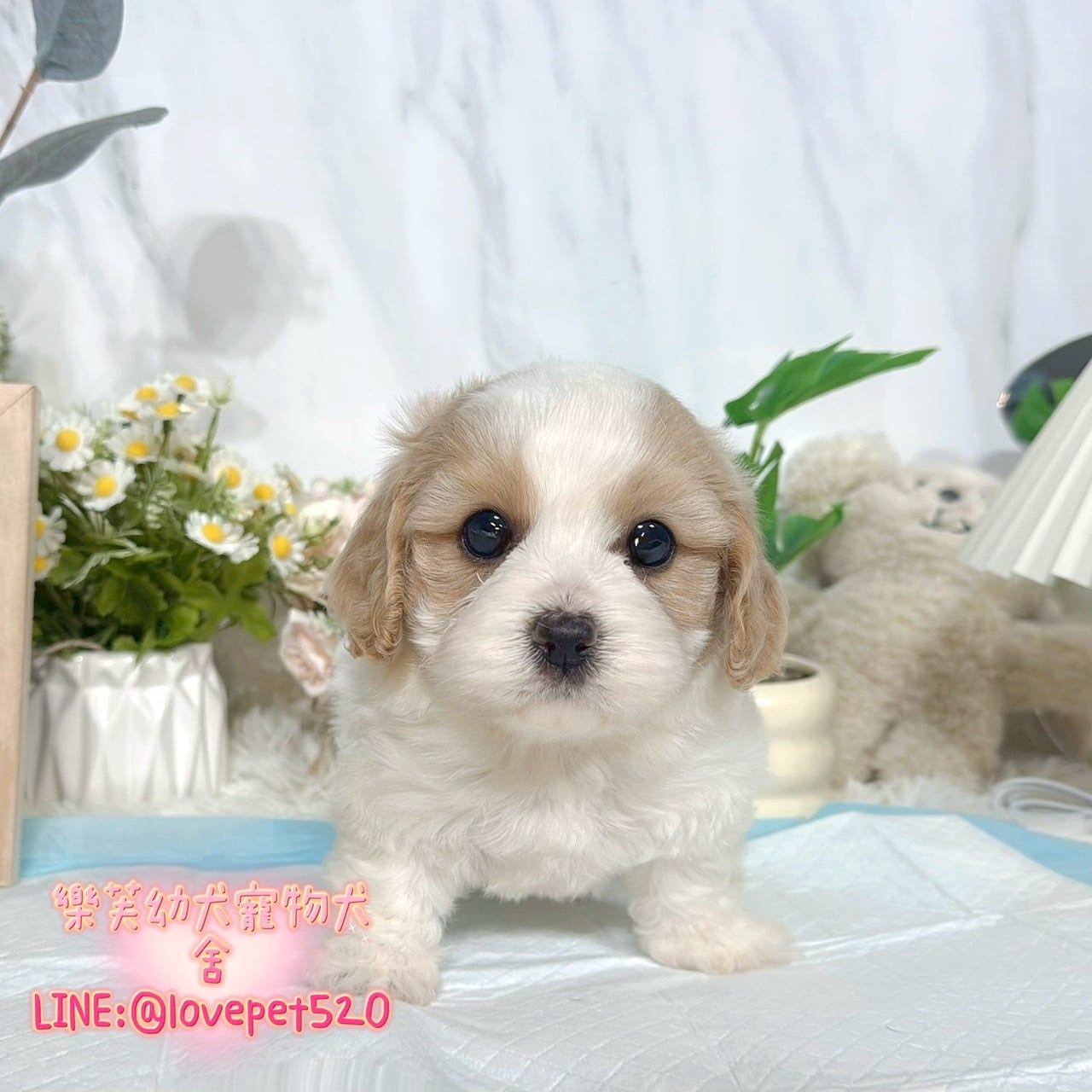 騎士比熊-樂芙幼犬寵物犬舍-台中犬舍,合法犬舍,犬舍推薦,推薦犬舍,買狗推薦,專業犬舍,優良犬舍
