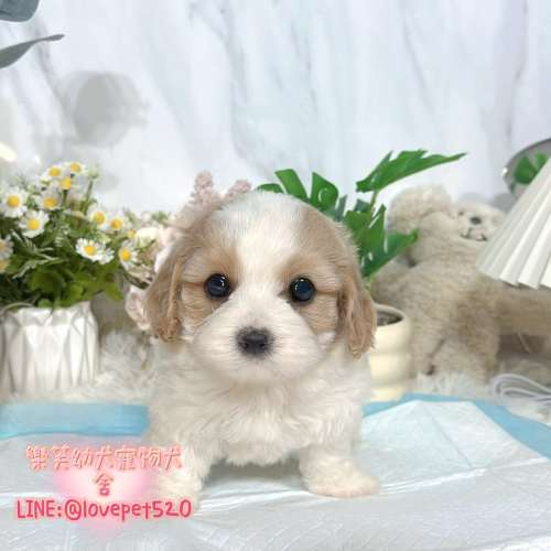 騎士比熊幼犬-樂芙幼犬寵物犬舍