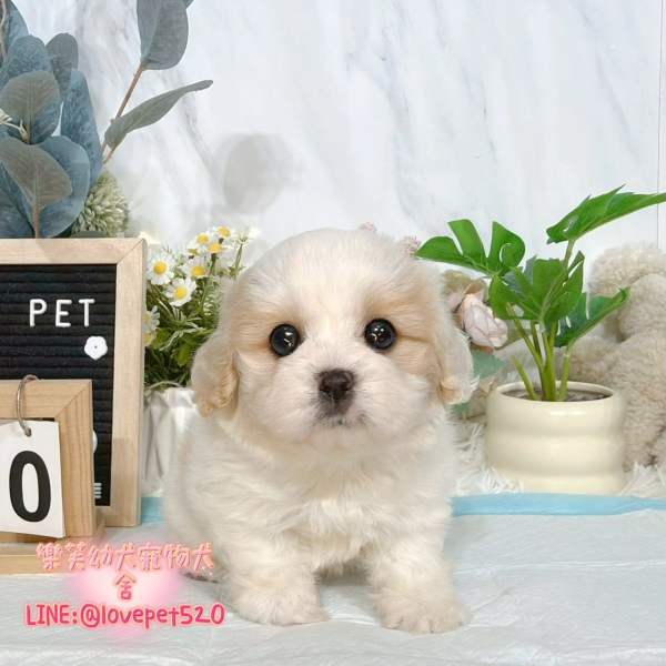 騎士比熊幼犬-樂芙幼犬寵物犬舍