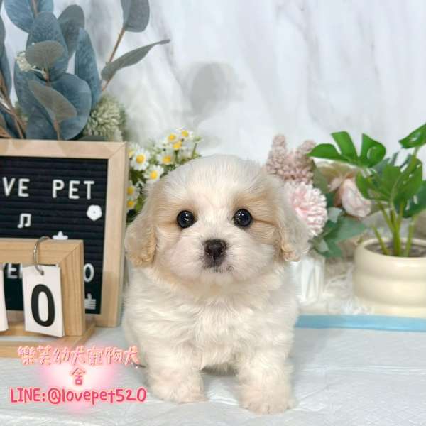 騎士比熊幼犬-樂芙幼犬寵物犬舍