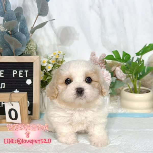 騎士比熊幼犬-樂芙幼犬寵物犬舍
