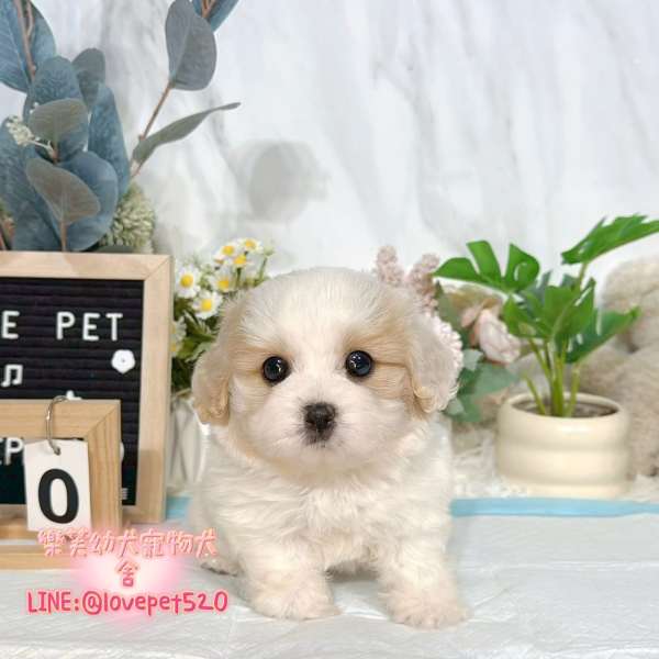 騎士比熊幼犬-樂芙幼犬寵物犬舍