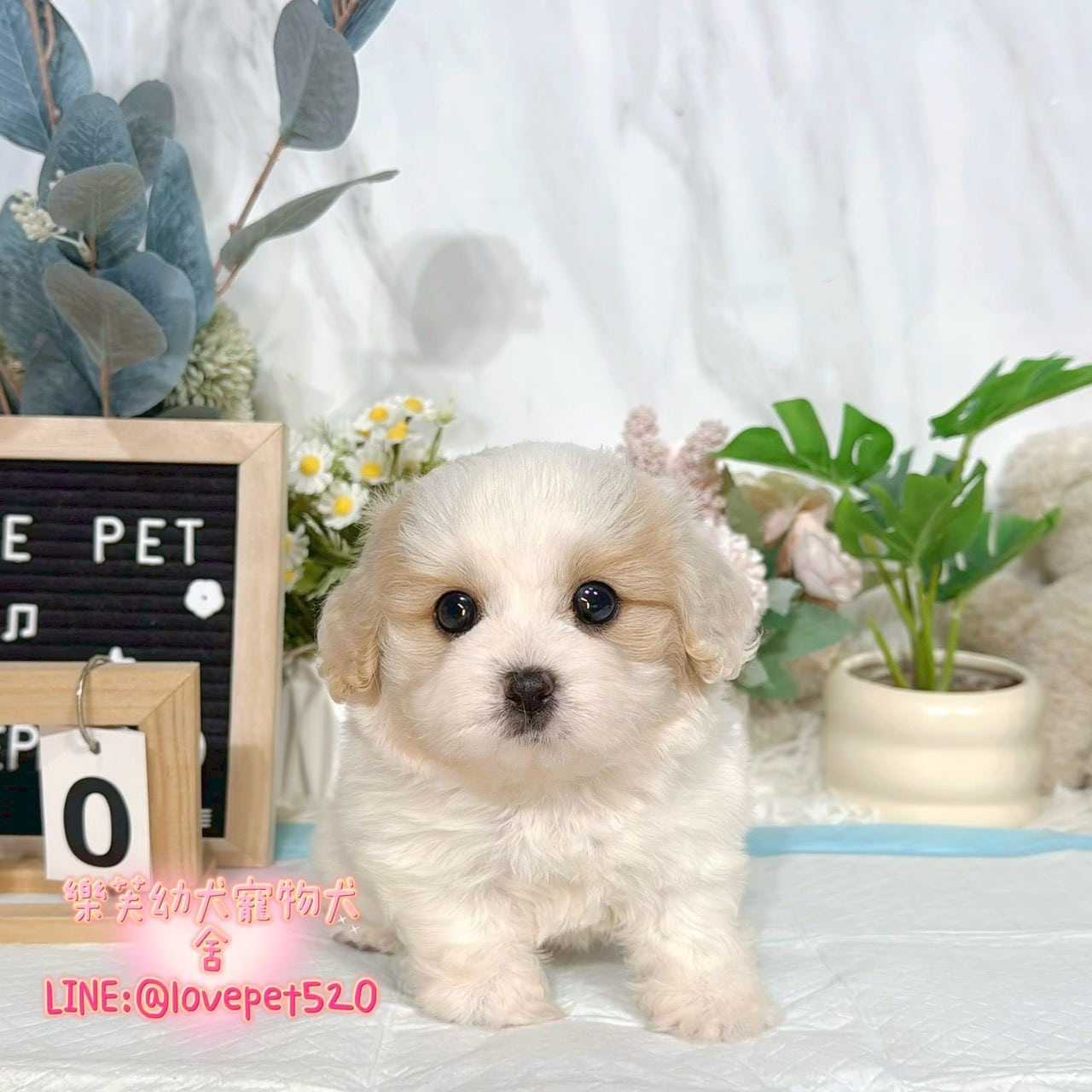 騎士比熊-樂芙幼犬寵物犬舍-台中犬舍,合法犬舍,犬舍推薦,推薦犬舍,買狗推薦,專業犬舍,優良犬舍