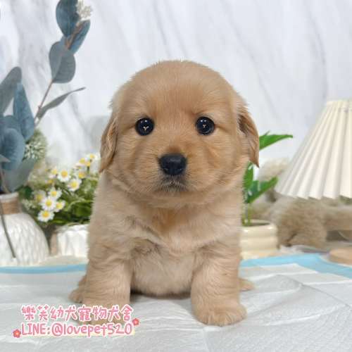 黃金獵犬幼犬-樂芙幼犬寵物犬舍