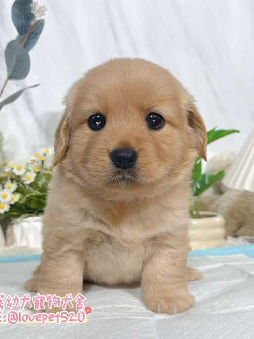 黃金獵犬-樂芙幼犬寵物犬舍