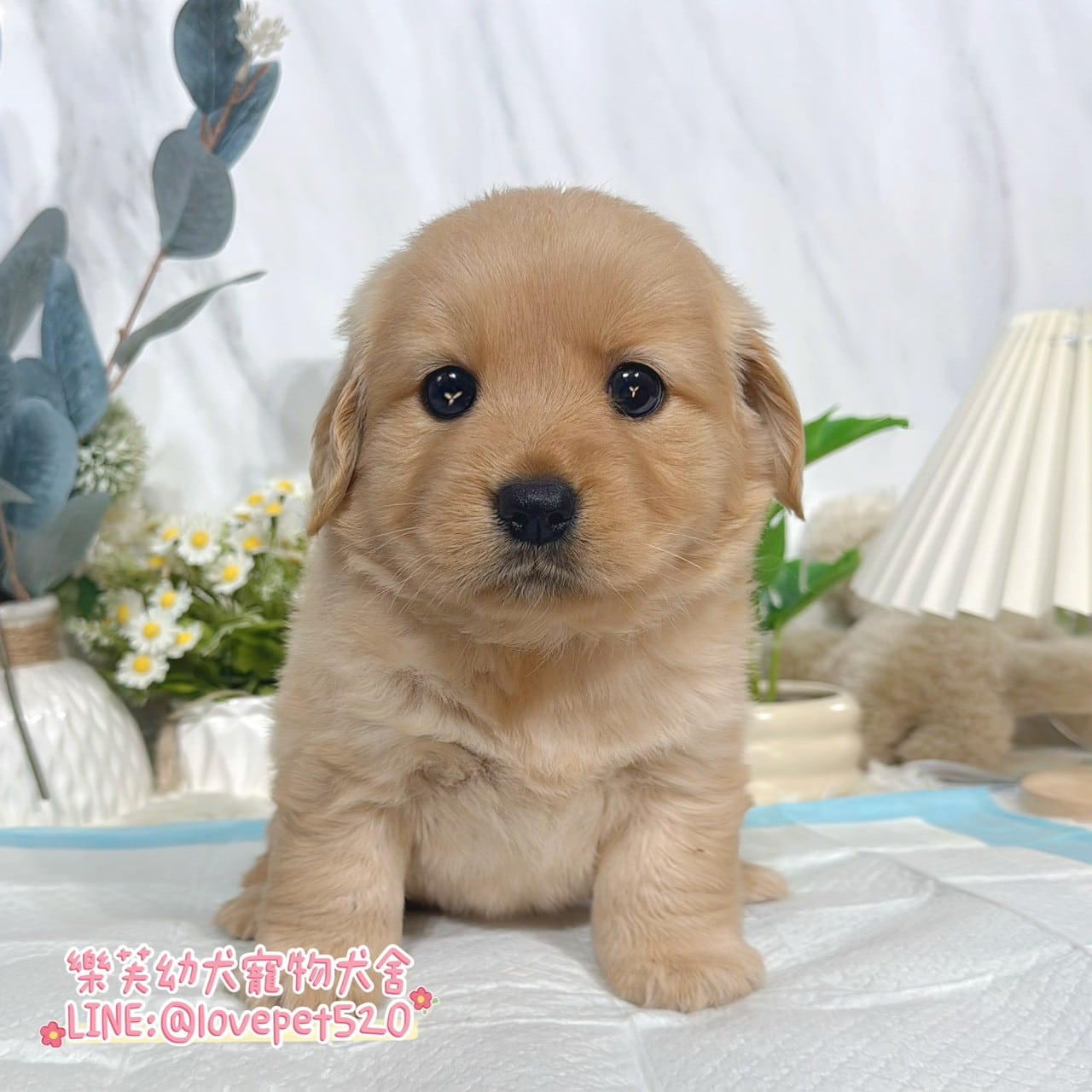 黃金獵犬-樂芙幼犬寵物犬舍