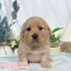 黃金獵犬-樂芙幼犬寵物犬舍