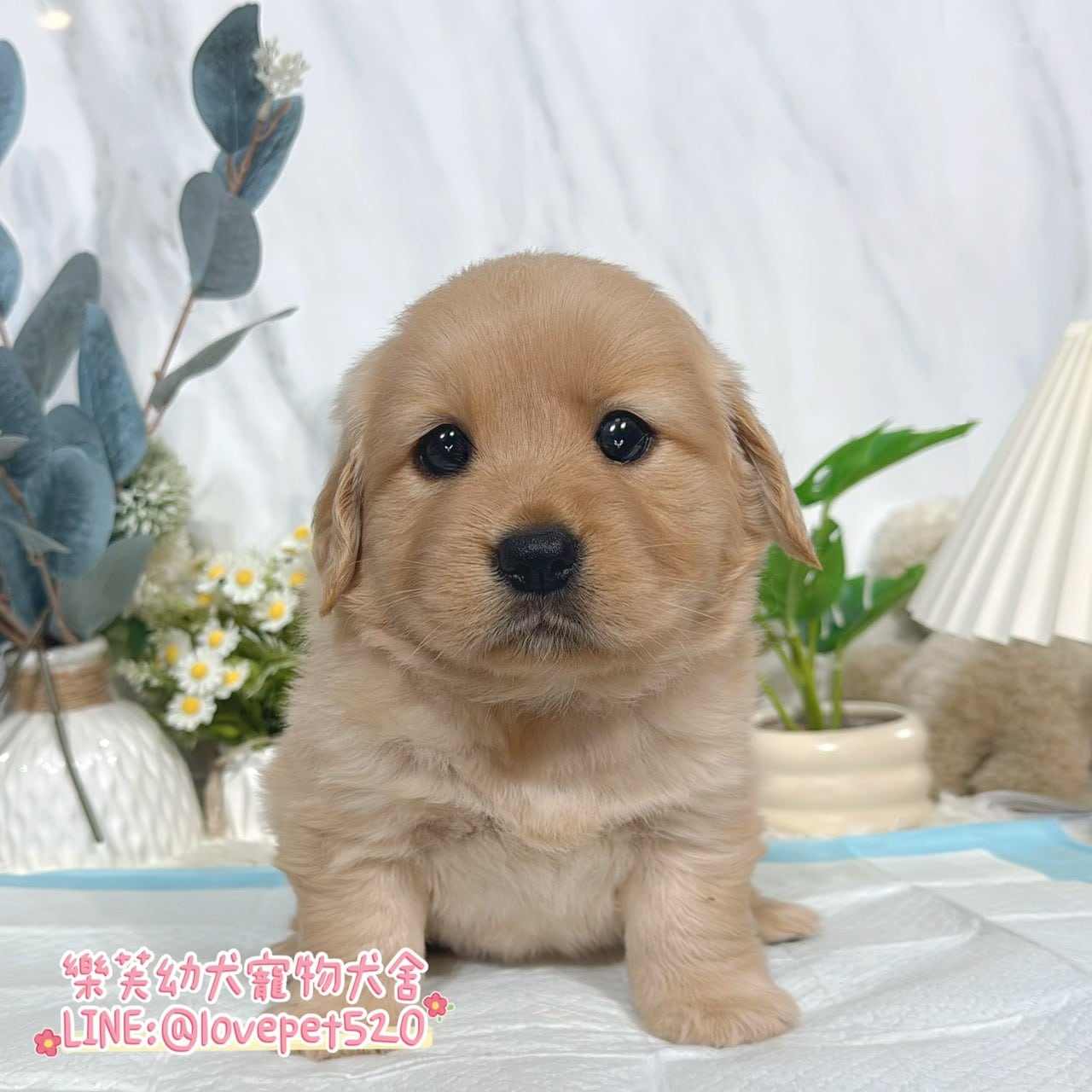黃金獵犬-樂芙幼犬寵物犬舍