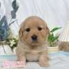 黃金獵犬-樂芙幼犬寵物犬舍