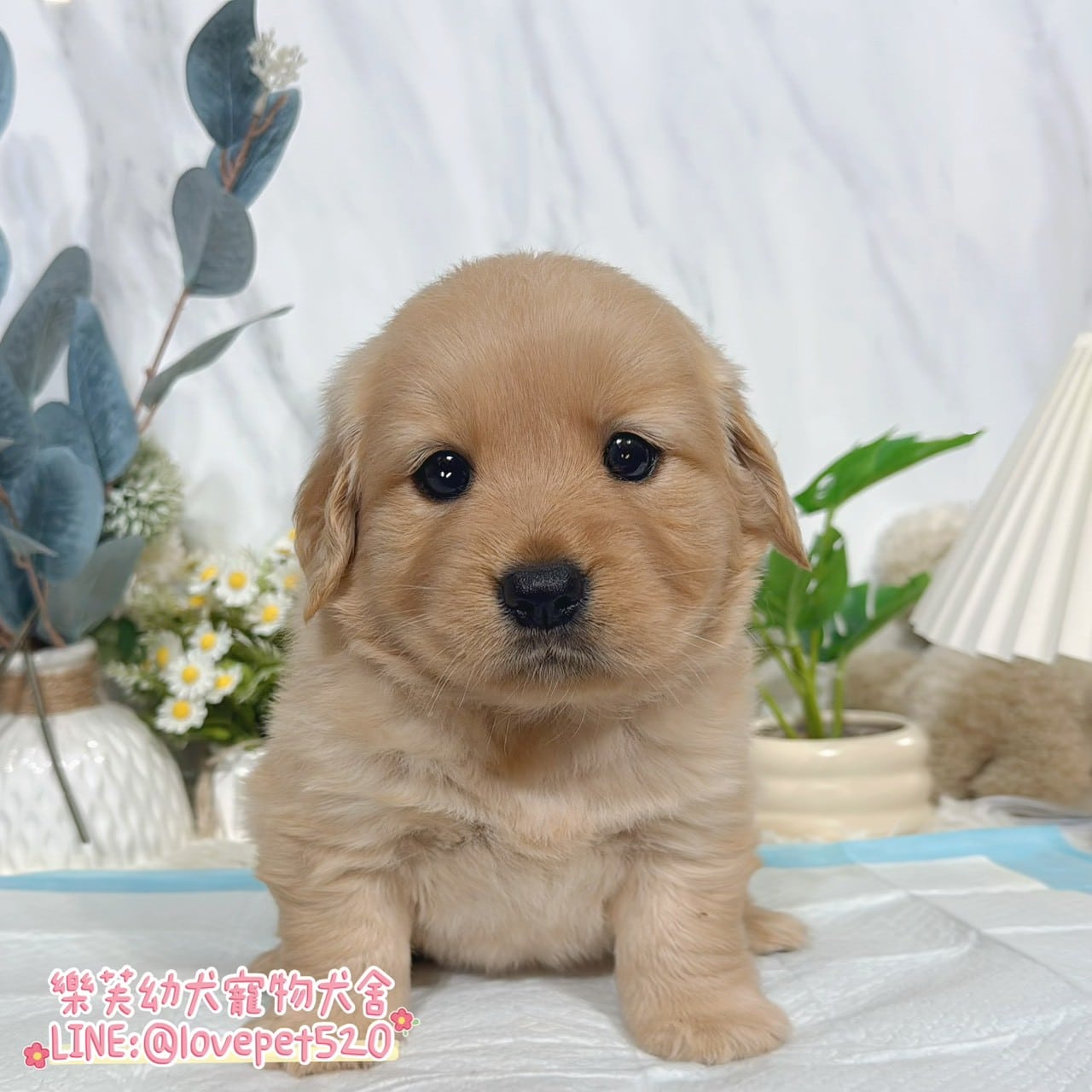 黃金獵犬-樂芙幼犬寵物犬舍
