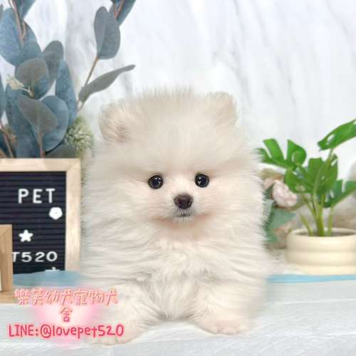 白博美幼犬-樂芙犬舍