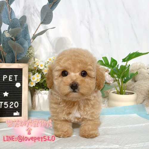 泰迪熊幼犬-樂芙犬舍