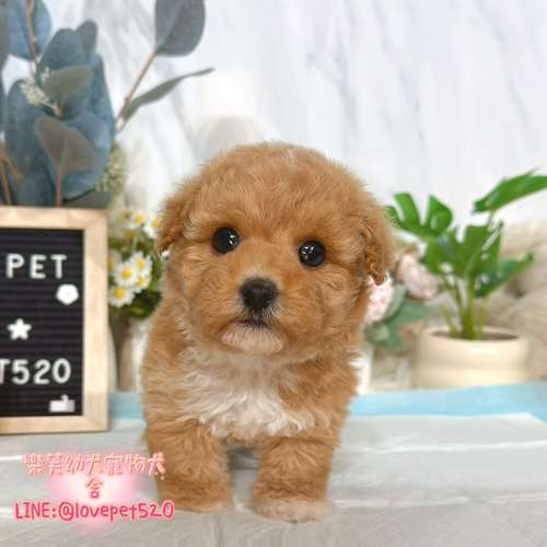 泰迪熊幼犬-樂芙犬舍