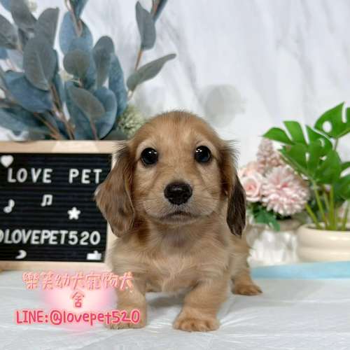 臘腸狗幼犬出售丨樂芙犬舍