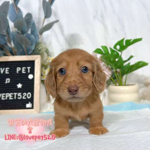 臘腸狗幼犬出售丨樂芙犬舍