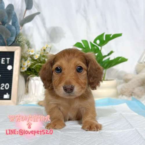 臘腸狗幼犬出售丨樂芙犬舍