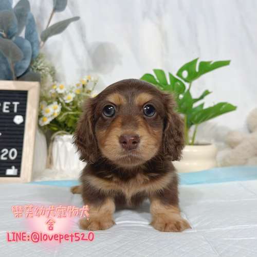 臘腸狗幼犬出售丨樂芙犬舍