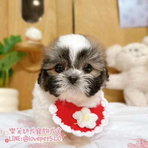 西施幼犬-樂芙犬舍