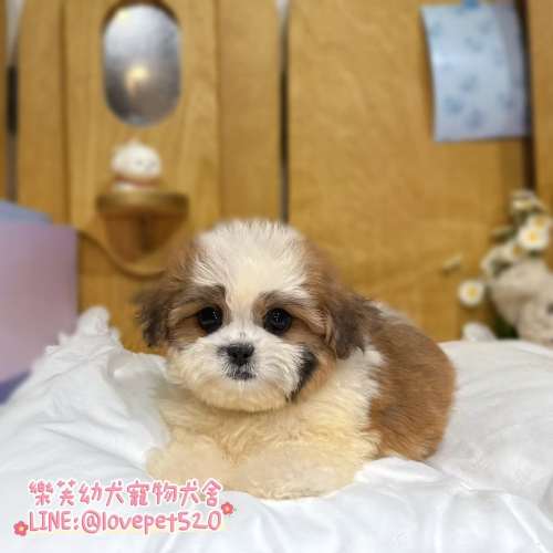 西施幼犬-樂芙犬舍