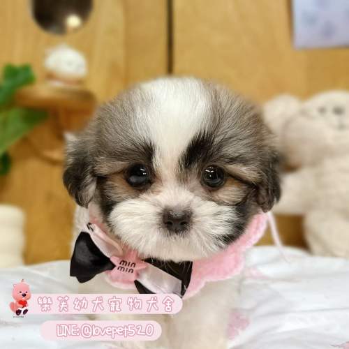 西施幼犬-樂芙犬舍