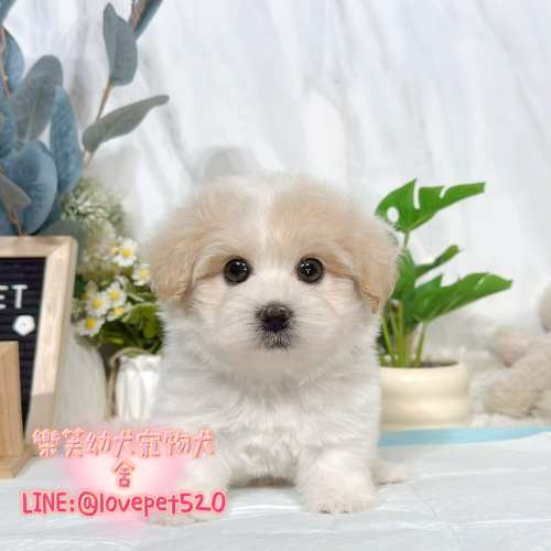 馬爾泰迪幼犬出售丨樂芙犬舍