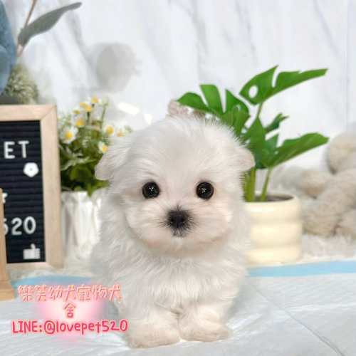 馬爾濟斯幼犬出售丨樂芙犬舍