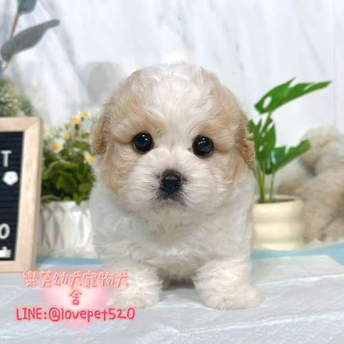 騎士比熊幼犬出售丨樂芙犬舍