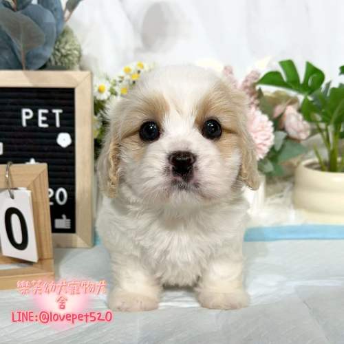 騎士比熊幼犬出售丨樂芙犬舍