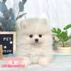 博美犬-樂芙幼犬寵物犬舍