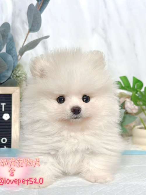 博美犬-樂芙幼犬寵物犬舍 博美犬-樂芙幼犬寵物犬舍