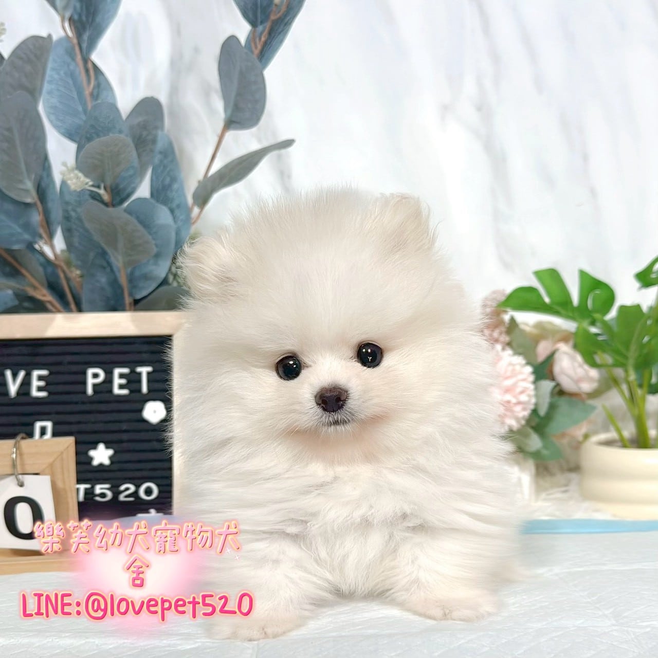 博美犬-樂芙幼犬寵物犬舍